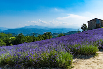 Lavender and medicinal plant fields  near Sale San Giovanni, in Piedmont. A place known as the...