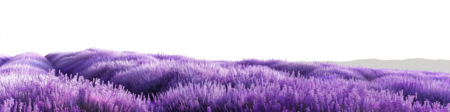 Surreal Purple Lavender Fields with White Gradient Background