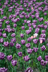 Fototapeta premium Purple tulips in the field. Background of spring tulips