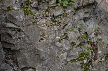 Stone surface covered with plants, moss and lichen. Natural background texture.