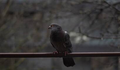 Pigeon sitting on a stick in the winter in the city