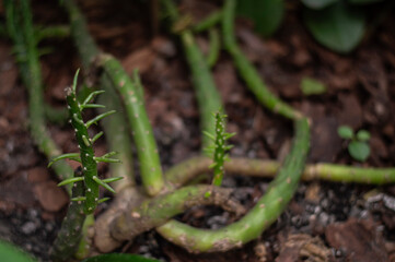 Eve's pin cactus growing in the garden