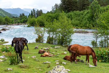 Horses graze in the mountains near the river. Horses rest on the bank of a river in the Caucasus Mountains.