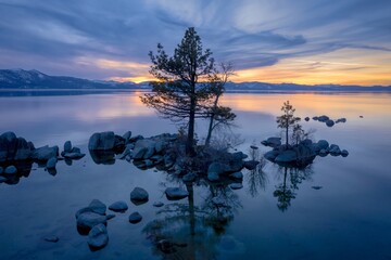 Lone tree on rocks at sunset on a calm Lake Tahoe. In the background os a forest and mountains...