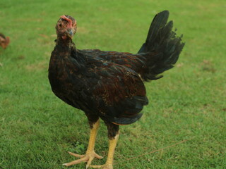 Up close, the local male chicken is red and black.