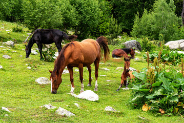 Horses graze in the mountains near the river. Horses rest on the bank of a river in the Caucasus...