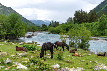 Horses graze in the mountains near the river. Horses rest on the bank of a river in the Caucasus...