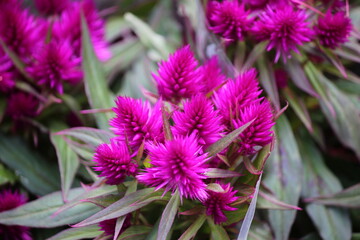 Fototapeta premium flores