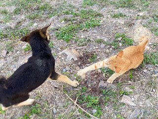 Cat and dog playing on the ground background. Stock photo