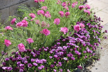 Obraz premium flores