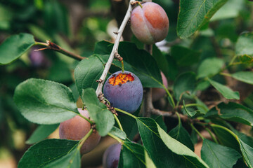a bee eats a juicy ripe plum on a tree branch
