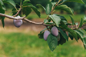 bountiful harvest of blue plums on a branch close-up against the background of an orchard