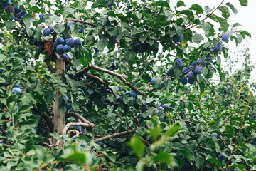 bountiful harvest of blue plums on a plum tree close-up