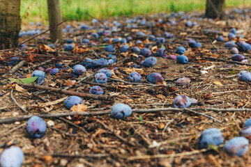 ripe plums fall from the trees close-up