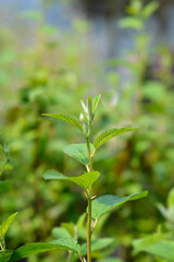 Californian lilac Glorie de Versailles leaves