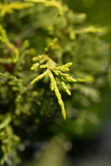 Juniper Old Gold branches