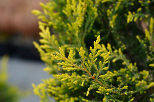 Leyland cypress Castlewellan Gold branch