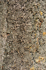 Common sycamore bark detail
