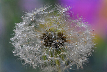 Dandelion
