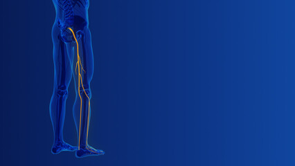 Sciatica spine and nerve pain medical concept