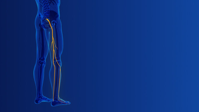 Sciatica spine and nerve pain medical concept