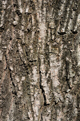 Dragons claw willow bark detail