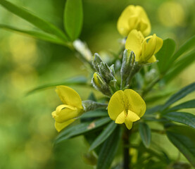 Beautiful close-up of piptanthus nepalensis