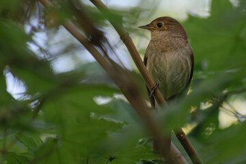 trush nightingale on a branch