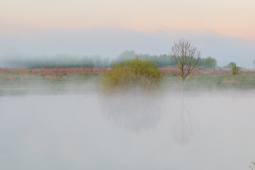 misty morning on the river and meadow