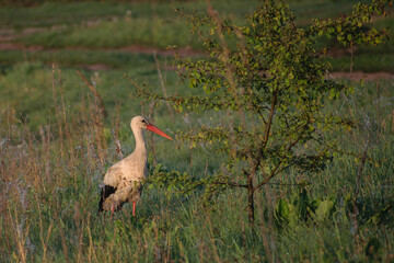 white stork in the wild