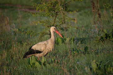 white stork in the grass