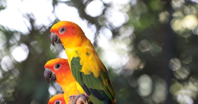 yellow and green parrot ,sunconure