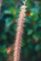 leaves and plants Pennisetum purpureum is very abundant, so Pennisetum purpureum are often used as food supplements.