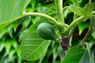 Tiny fig fruit (variety Ficus Carica Bianco) on a branch in spring