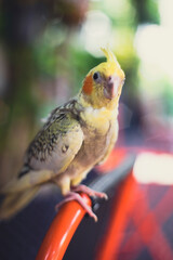 Cockatiel Nymphicus,the male  Cockatiel Nymphicus loses the white or yellow barring and spots on the underside of his tail feathers and wings