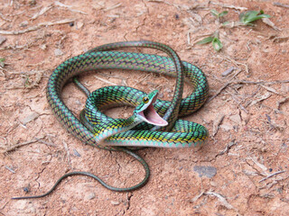 green snake in the grass