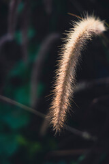 leaves and plants Pennisetum purpureum is very abundant, so Pennisetum purpureum are often used as food supplements.