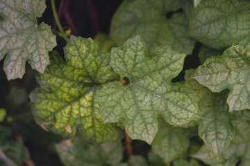  Benincasa hispida can be kept through the winter without spoiling, although  Benincasa hispida only grows once a year, and when  Benincasa hispida freezes  Benincasa hispida will wither
