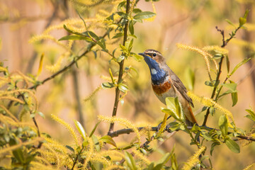 A male Bluethroat sits on a willow branch with green leaves and looks toward the camera lens on a sunny spring day.