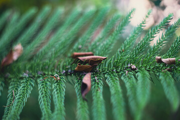 Araucaria columnaris also has the effect of repelling evil spirits, Araucaria columnaris bringing peace and well-being to people.
Araucaria columnaris are also grown for wood, for construction 