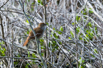 Nachtigall ( Luscinia megarhynchos ) in ihrem Revier	
