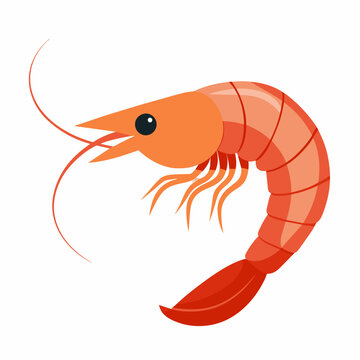 orange shrimp isolated on white background clip art preview