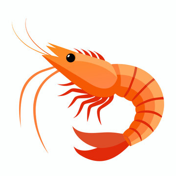 recommend clip art: Shrimp vector clipart art illustration, solid white background (5)