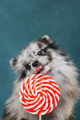 Marbled Spitz with lollypop