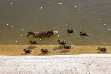A duck with her ducklings swims along a pond on a sunny day. A group of ducklings. Close-up. Nature screensaver.
