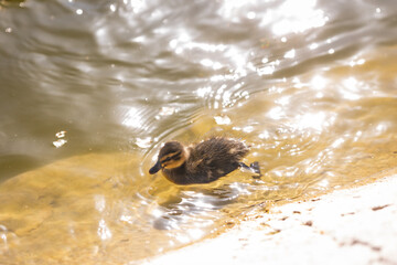A duck with her ducklings swims along a pond on a sunny day. A group of ducklings. Close-up. Nature screensaver.