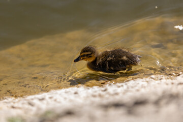 A duck with her ducklings swims along a pond on a sunny day. A group of ducklings. Close-up. Nature...