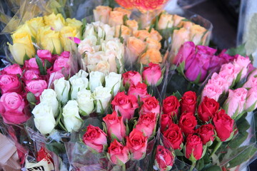 rosa