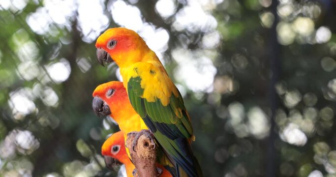 yellow and green parrot ,sunconure