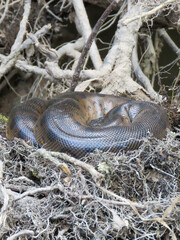 snake on tree